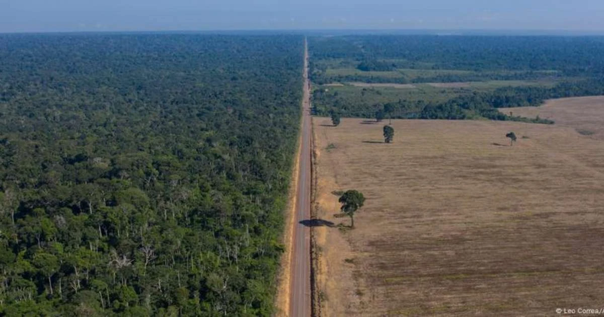 Avanço da soja sobre floresta causa prejuízo bilionário, dizem especialistas