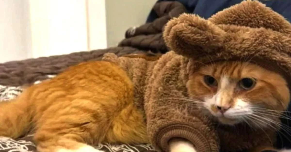 Indignação em Cachoeirinha: Gato morto a tiros gera comoção em Condomínio de Luxo
