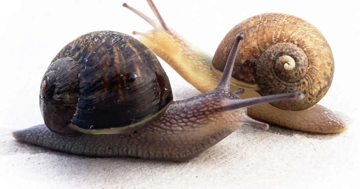 Revista lança campanha para encontrar parceiro para caracol raro na Nova Zelândia