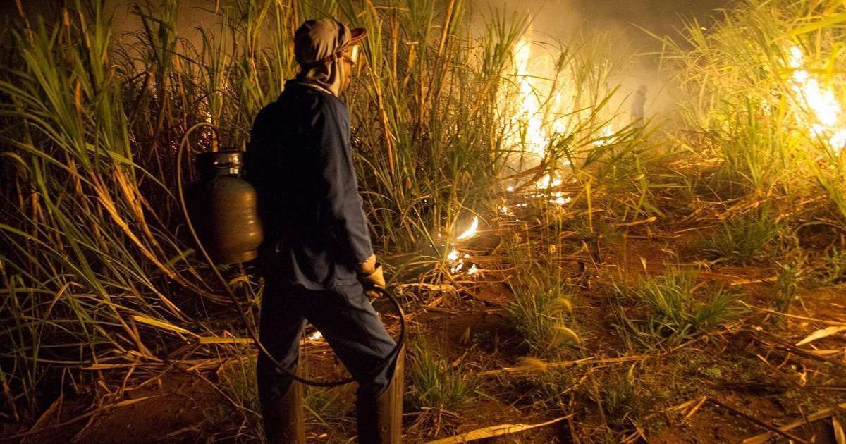 Por que queima de canaviais ainda é permitida no país, apesar dos incêndios?