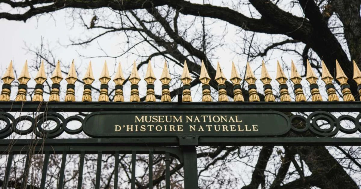 Pepitas de ouro avaliadas em 600 mil são roubadas do Museu Nacional de História Natural de Paris