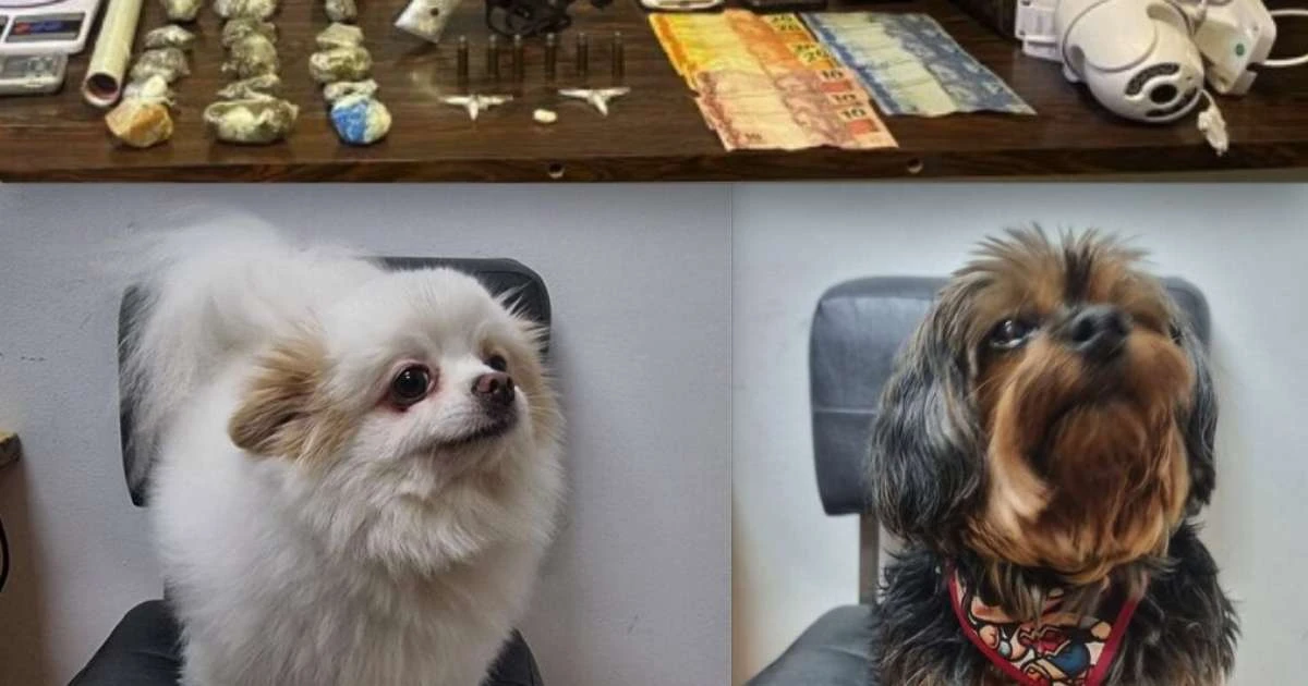 Resgate de cães roubados e 6 suspeitos presos após assalto em Porto Alegre