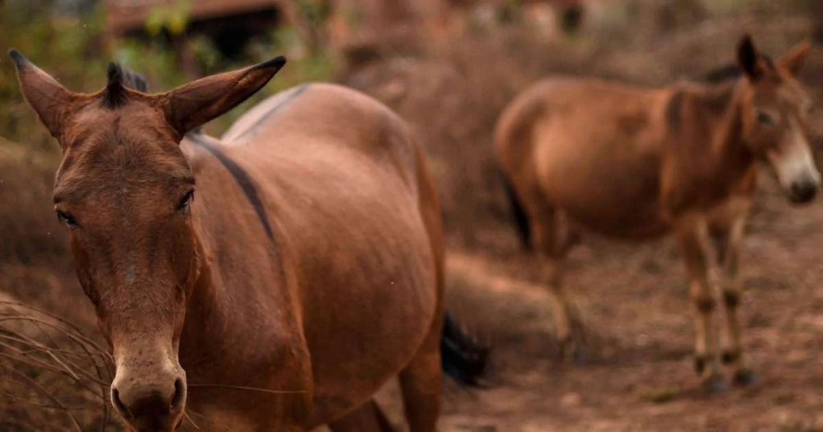 A invenção brasileira que promete salvar os jumentos da extinção no Nordeste