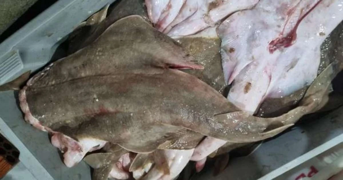Esquema criminoso de pescado ilegal é descoberto em Guaíba