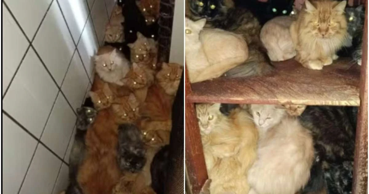 Mais de 400 gatos são encontrados em situação precária em apartamento de SC