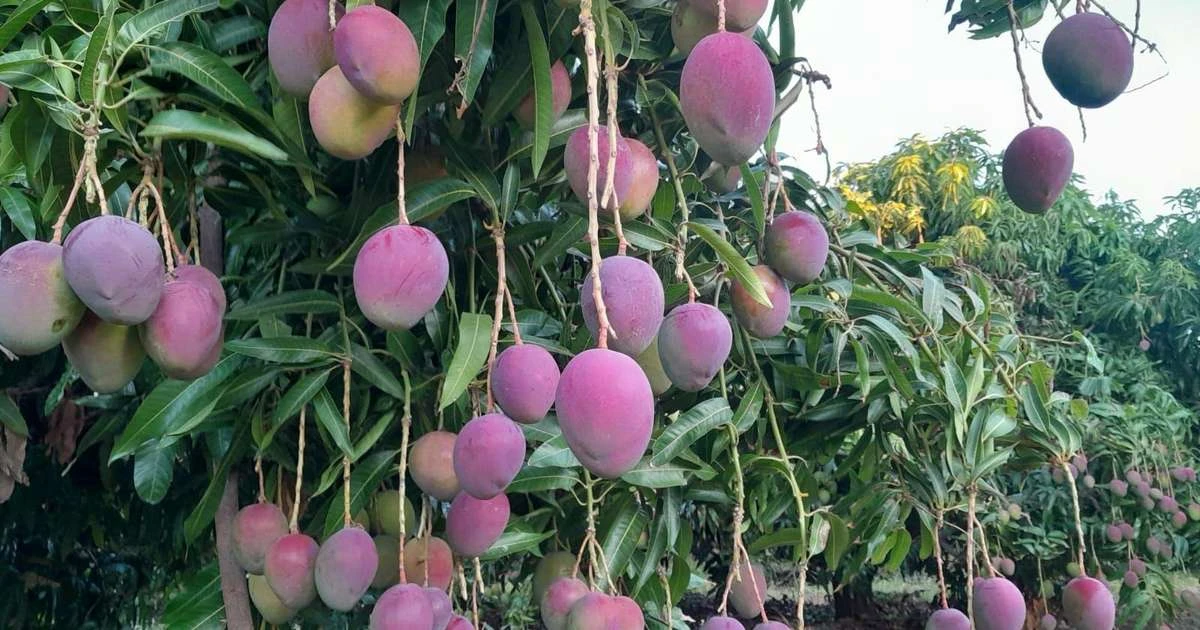 O risco de fruta brasileira 'virar lama' com tarifaço de Trump: 'Estou dando manga e ninguém quer'