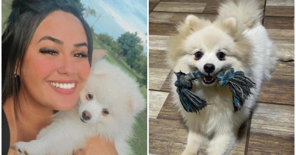 Mulher denuncia ex-companheiro por matar cachorro de estimação a facadas: 'Monstro'