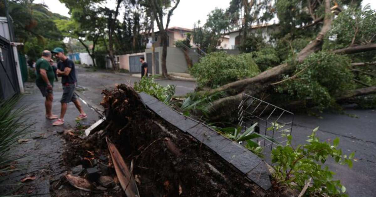 SP foi reconhecida pela ONU por cuidado com o verde em dia de queda de árvore bicentenária e morte