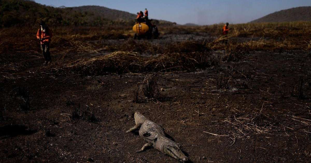 Incêndios batem recorde no Pantanal: dava para prever seca que alastra fogo pela região?