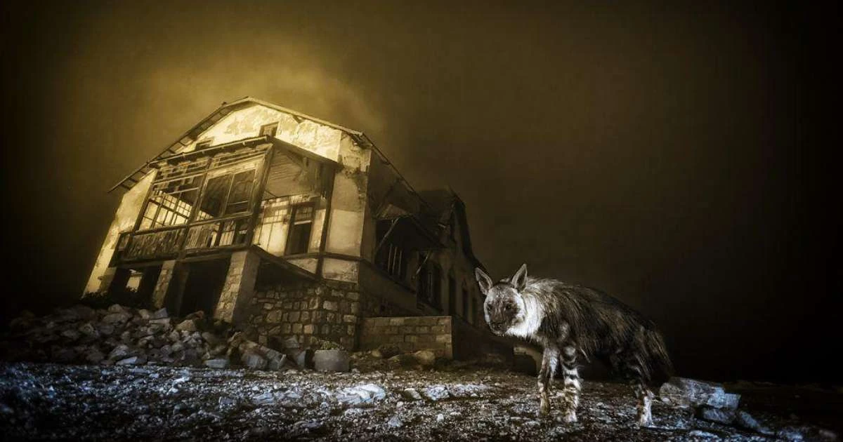 Por dentro da cidade-fantasma que abriga a hiena mais rara do mundo