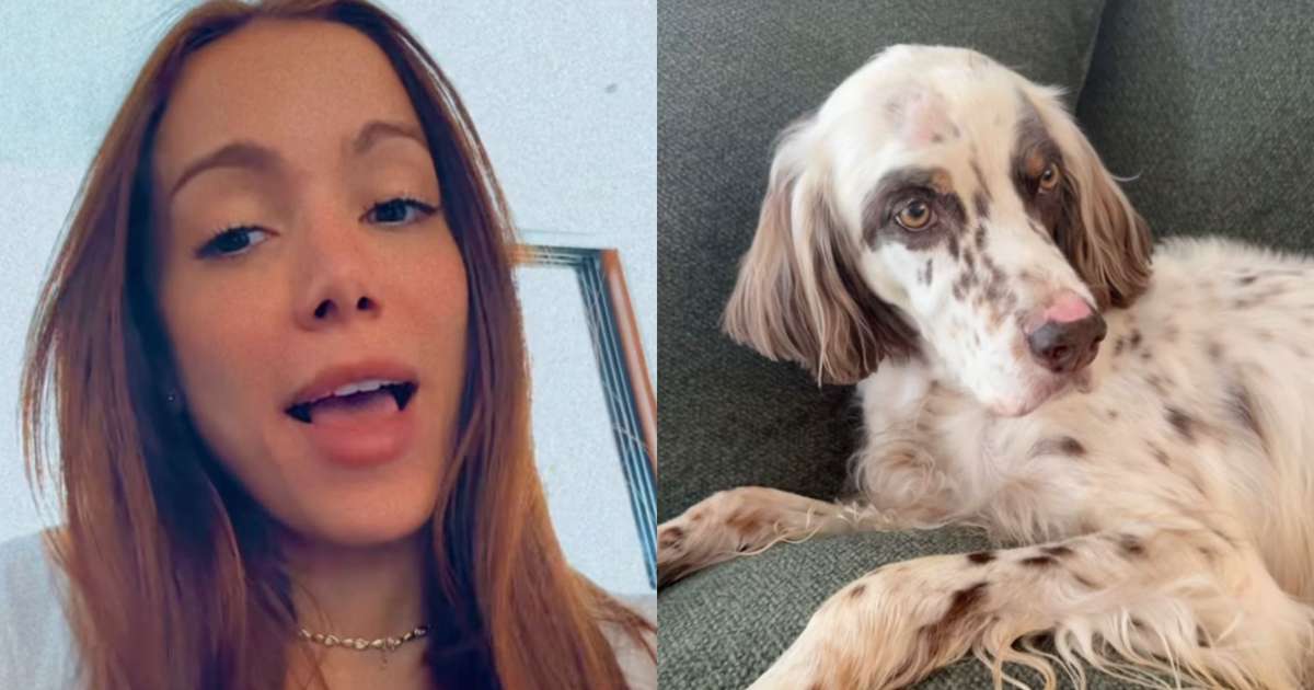 Depois de sumir no Natal, cachorro de Anitta come porco-espinho: 'Sete vidas'