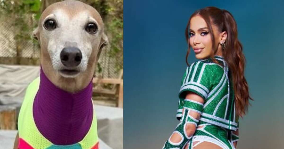 Cachorro de Anitta ganha presente especial após episódio de fuga