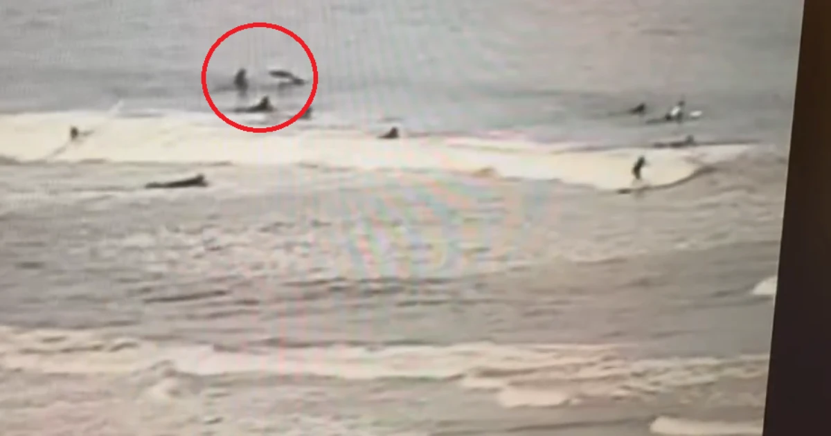 Surfista é derrubado da prancha por tubarão: 