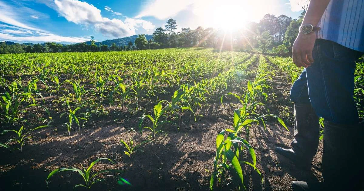 Novo El Niño reforça importância da gestão de riscos no agro