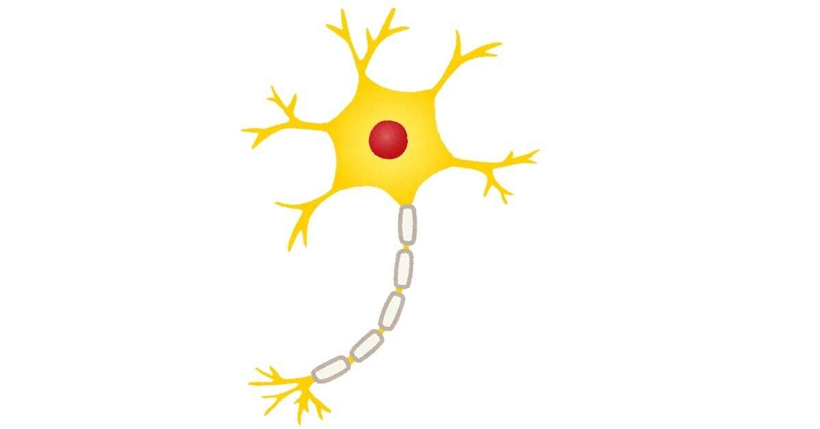 脳内の神経細胞で「量子もつれ」が発生してる？　何百万の脳細胞間の同期活動を説明か　上海大学が発表