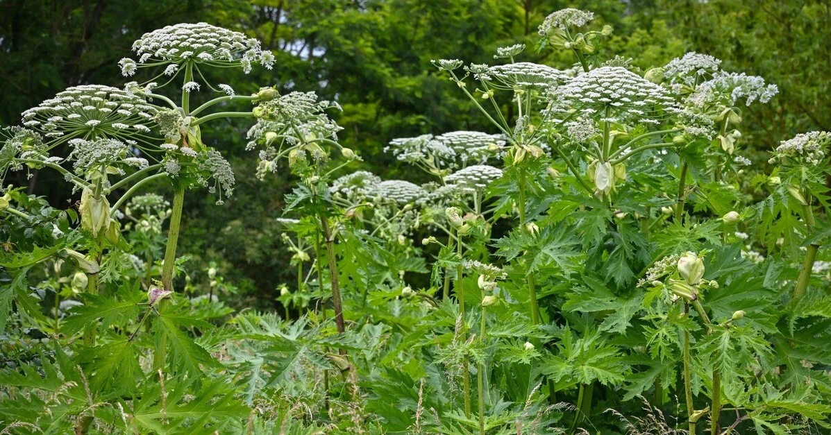 毒草「ジャイアント・ホグウィード」らしき植物、北大が除去　種類の特定はできず
