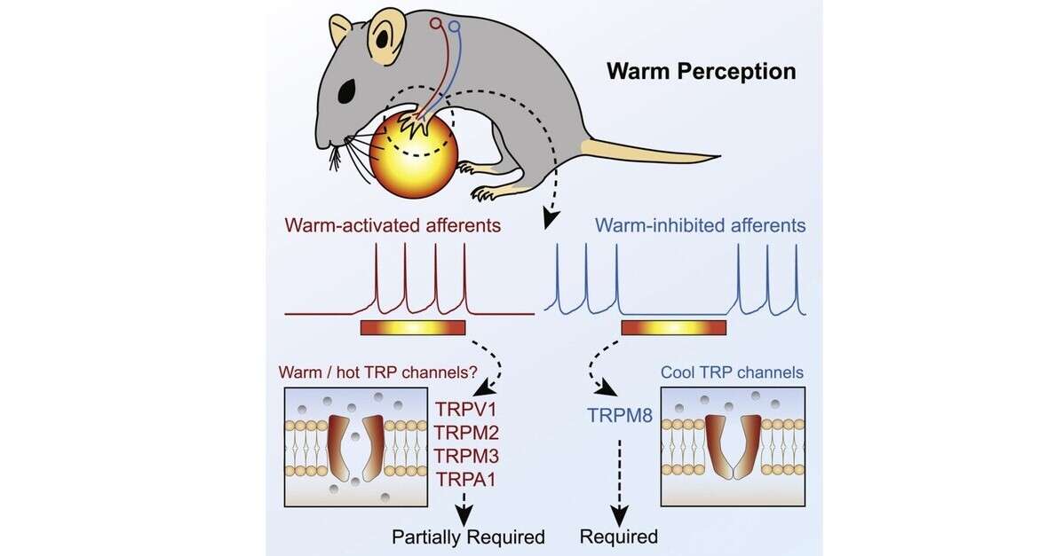 「温かいを感じる専用の神経細胞はなかった」 独研究者が2020年に発表したマウスの“温度知覚メカニズム”を紹介