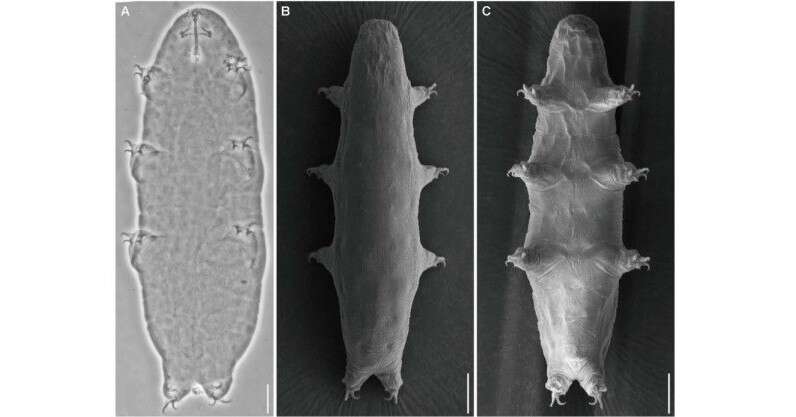 最強生物クマムシの新種、“人が即死レベルの放射線”を浴びると活性化　中国チームが発表