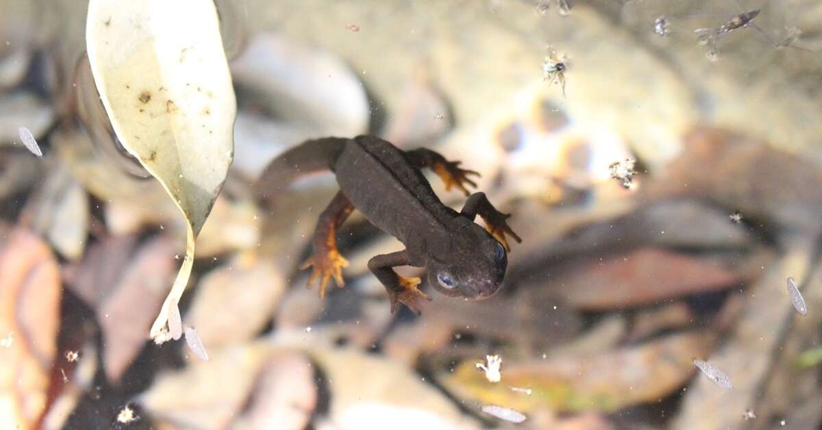 池から「消えた」イモリが……　ECで「絶滅危機種」売買、責任はどこに？